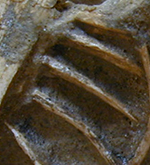 Fossilised bones