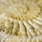 Close up detail shot of a textured fossil 