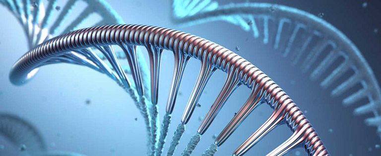 A double helix of DNA